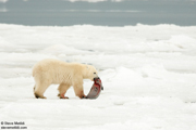 POLAR BEARS OF HUDSON BAY